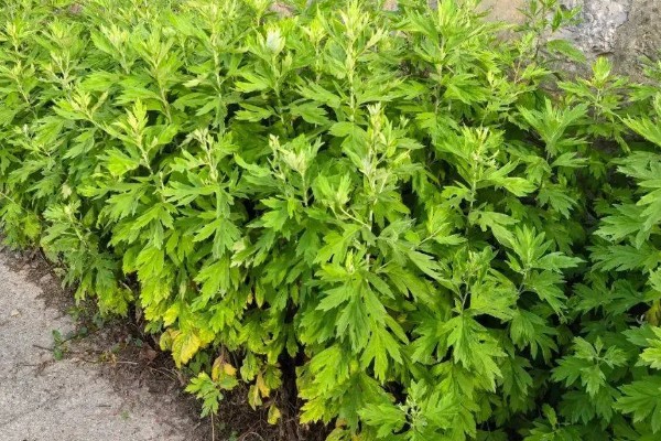 怎么种植艾草，苗高达到30厘米时追施尿素