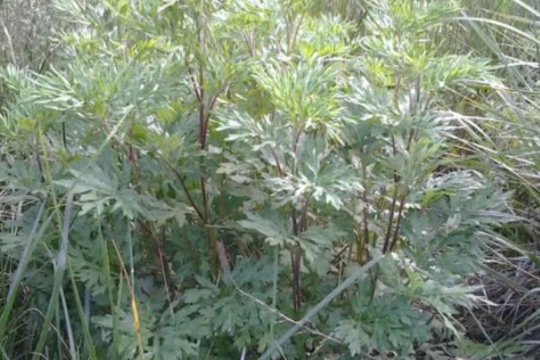 怎么种植艾草，苗高达到30厘米时追施尿素