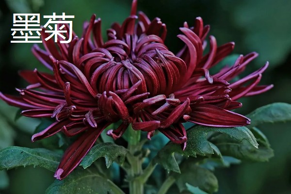 菊花有哪些种类，常见的有墨菊、天鹅舞等