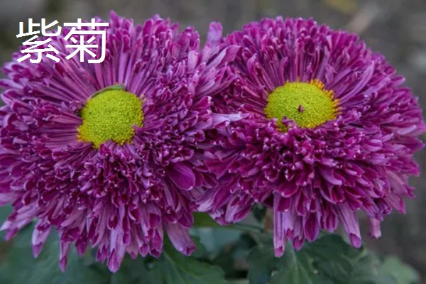 菊花有哪些种类，常见的有墨菊、天鹅舞等