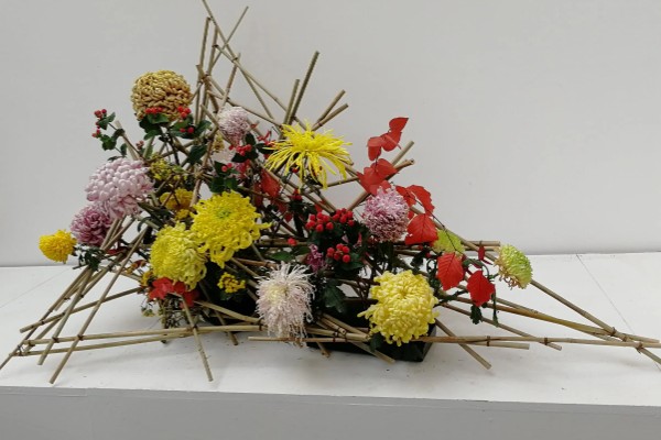 菊花有哪些种类，常见的有墨菊、天鹅舞等