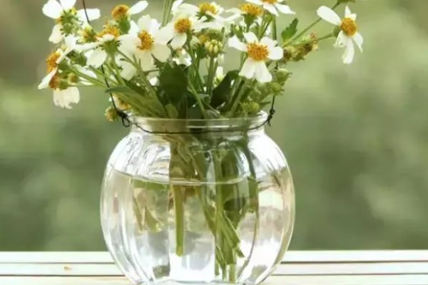 菊花有哪些种类，常见的有墨菊、天鹅舞等