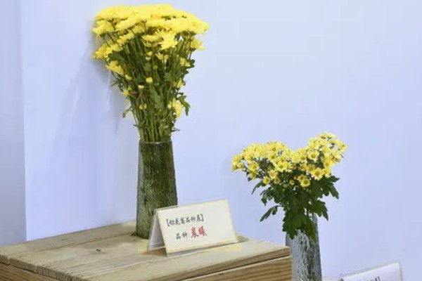 菊花有哪些种类，常见的有墨菊、天鹅舞等