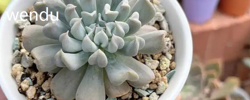 特玉莲如何养殖，生长适温在15-25℃