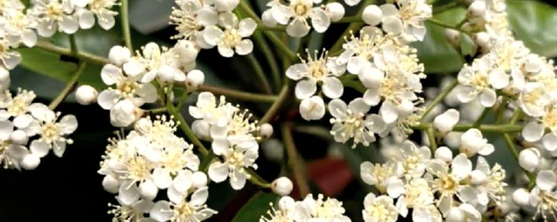 石楠花的花语，寓意纯洁善良、坚韧勇敢等