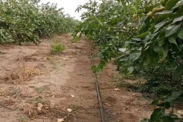 果树水溶肥如何使用，可喷施也可冲施