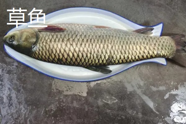 鳊鱼的刺多吗，鳊鱼的鱼刺不是特别多