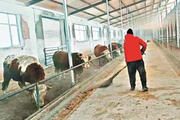 健康养牛的基本要点，要饮清水或淡盐水