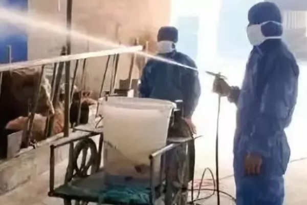 健康养牛的基本要点，要饮清水或淡盐水