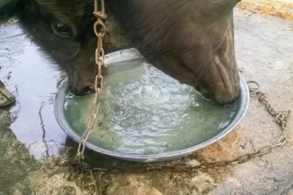 健康养牛的基本要点，要饮清水或淡盐水