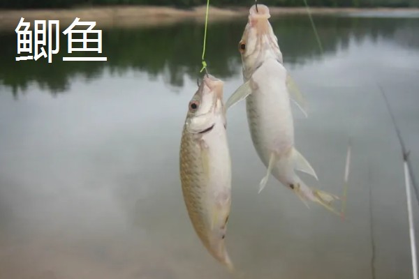 钓鱼用几号钩大小可以做到通杀，5号钩可以大小通杀
