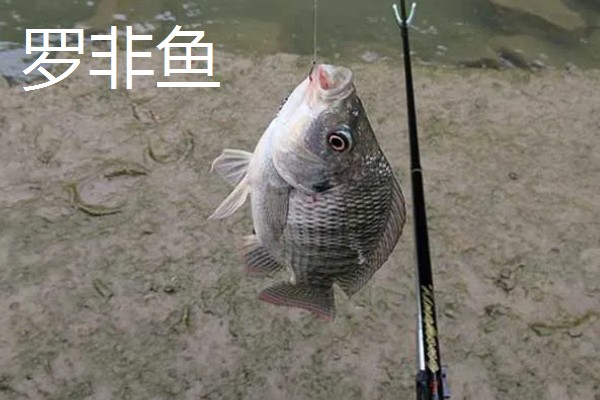 钓鱼用几号钩大小可以做到通杀，5号钩可以大小通杀
