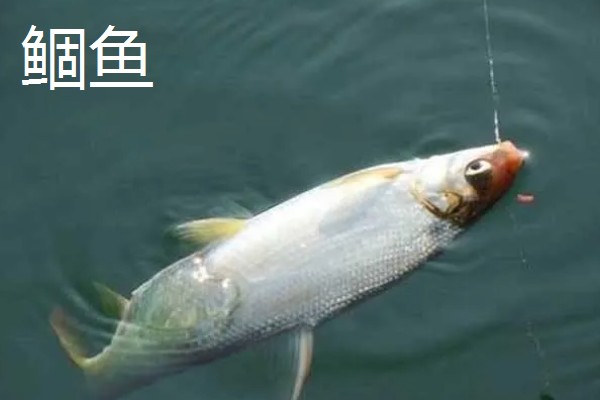 钓鱼用几号钩大小可以做到通杀，5号钩可以大小通杀
