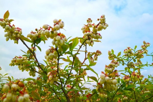 蓝莓如何种植，每隔3-5天浇一次水
