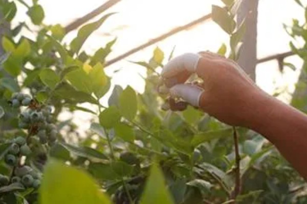 蓝莓如何种植，每隔3-5天浇一次水