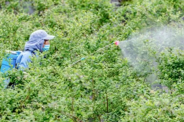 蓝莓如何种植，每隔3-5天浇一次水