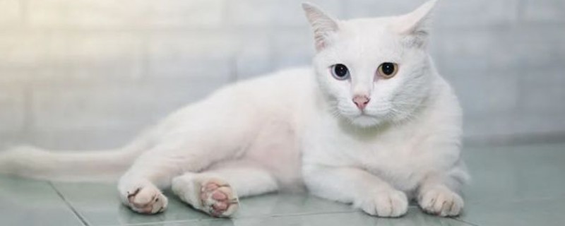 猫肠炎的症状，表现为呕吐、腹泻、食欲下降等