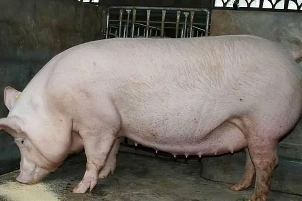 母猪非洲猪瘟的症状，初期症状为咳嗽、呼吸加快等