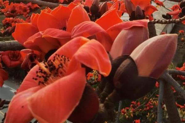 木棉花的花语，寓意珍惜幸福、英雄等