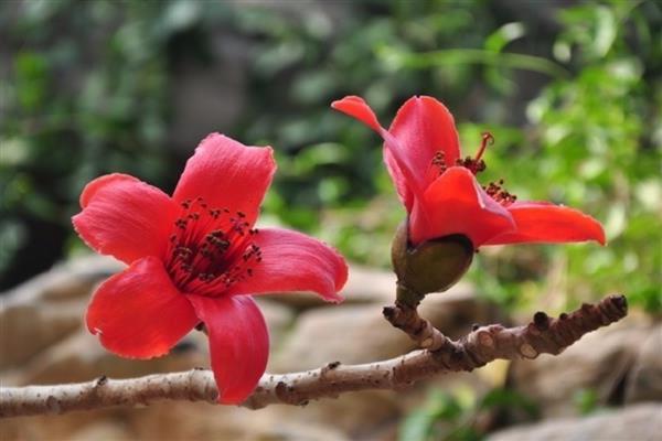 木棉花的花语，寓意珍惜幸福、英雄等