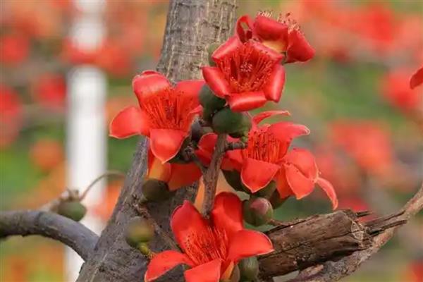 木棉花的花语，寓意珍惜幸福、英雄等