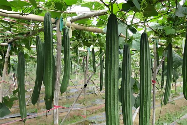 丝瓜在几月份成熟，在7-9月份左右成熟