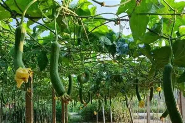 丝瓜在几月份成熟，在7-9月份左右成熟