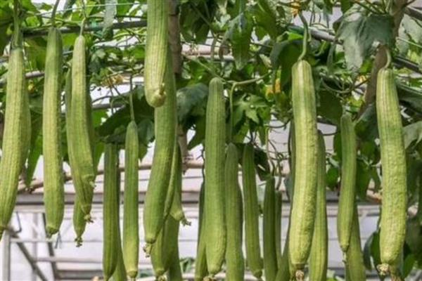 丝瓜在几月份成熟，在7-9月份左右成熟