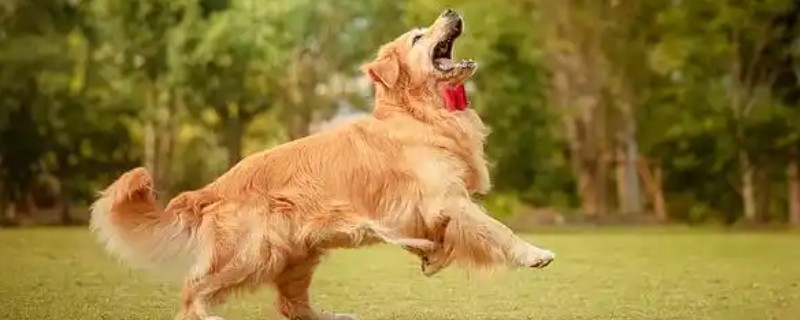 狗狗睡觉伸舌头的原因，可能是感到放松