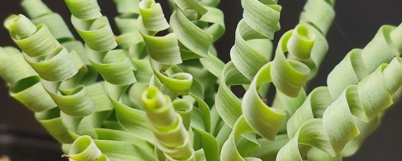 弹簧草适合放置在什么位置，可放置在电视机旁或书桌上