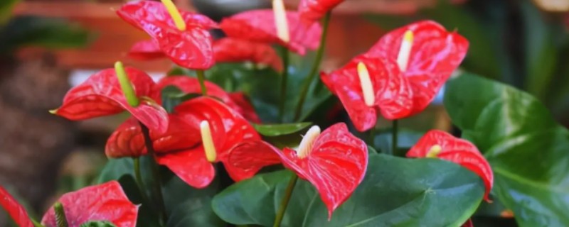 红掌怎么催花，喷施磷酸二氢钾有助于孕蕾开花
