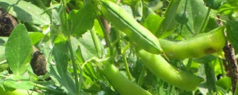 豌豆如何种植，种植前需催芽