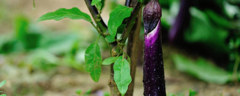 茄子如何育苗,种植前需在30℃左右的温水中浸种