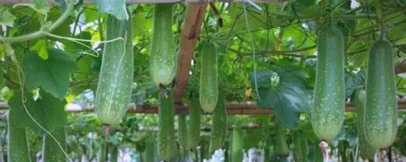 节瓜露地种植方法，出现卷须时要搭架引蔓