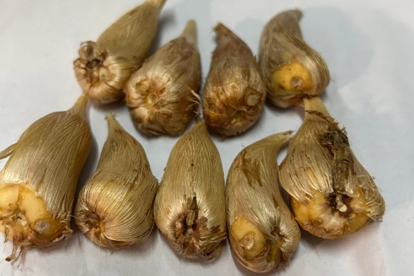 怎么保存香雪兰种球，挖出来后要摆放在阴凉处晾干