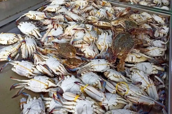 梭子蟹的蟹黄特征，蟹黄呈橘黄色