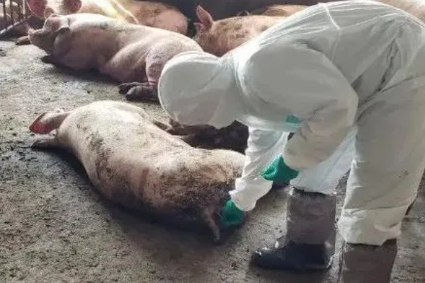非洲猪瘟的特征，通常体温升高至42℃左右