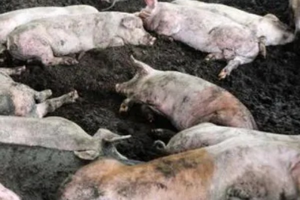 非洲猪瘟的特征，通常体温升高至42℃左右