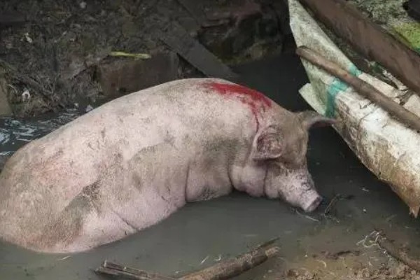 非洲猪瘟的特征，通常体温升高至42℃左右