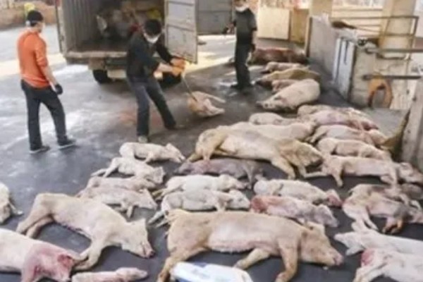 非洲猪瘟的特征，通常体温升高至42℃左右