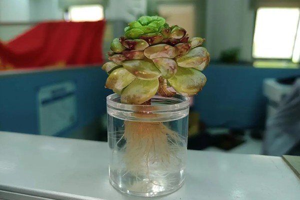 怎么水培养殖多肉，让多肉接触水面即可