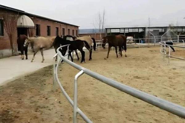 非洲马瘟疫情会威胁人类健康吗，对人类的健康并没什么影响