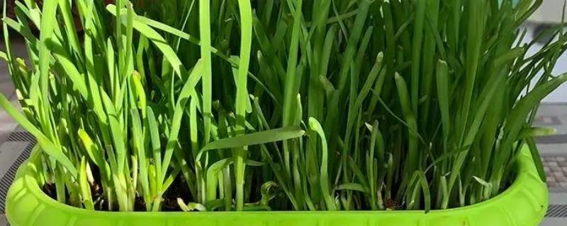 种韭菜用什么盆，花盆、塑料槽、泡沫箱皆可使用