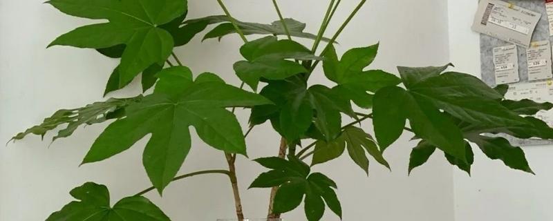 如何养殖八角金盘，生长阶段要提供充足的水分