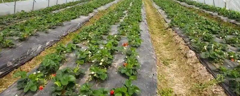 在大棚里面栽培草莓的方法，生长中期将温度保持在15-25℃