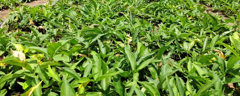 药材推荐种植项目，金银花、板蓝根等品种值得考虑