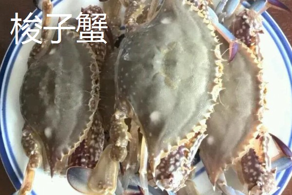 河蟹和梭子蟹的区别，别称和科属均不同