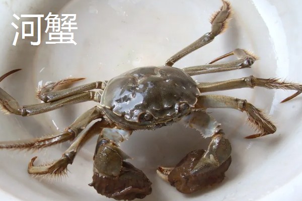 河蟹和梭子蟹的区别，别称和科属均不同