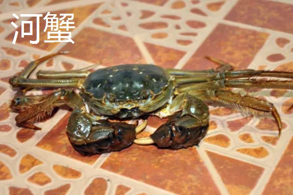 河蟹和梭子蟹的区别，别称和科属均不同
