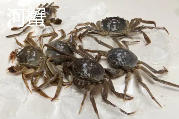 河蟹和梭子蟹的区别，别称和科属均不同